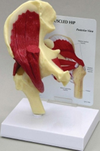 Muscled Hip Pharmaceutical and Anatomical Model Gifts